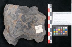 Foto (Objekt + Etikett) von Ficus praelanceolata Ettingshausen (NHMW-GEO-2024-0188-10222)